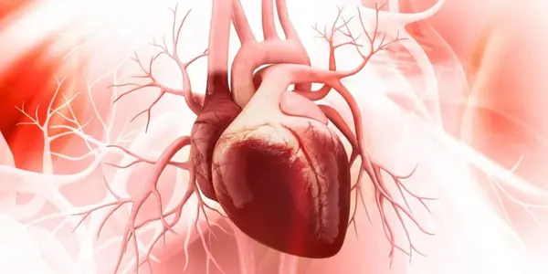 A Heart-Mind Connection: The Links Between Cardiovascular And Mental Health