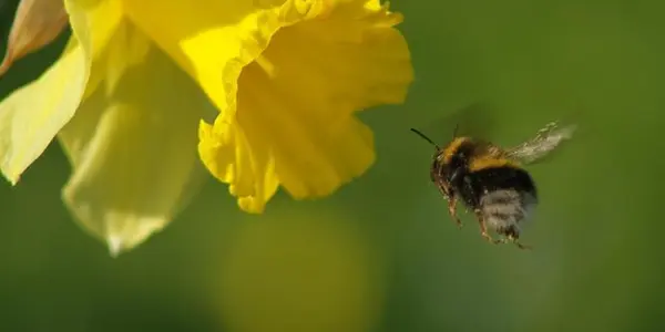 Honeybees Are Boutique Agriculture: Here's What Keepers Want Almond Farmers To Do