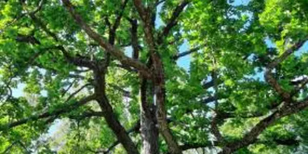 Isoprene: Plants Can Make Their Own Pesticide But The Environmental Cost Is High