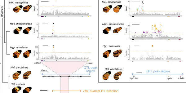 Convergent Evolution Cheat Sheet Now 120 Million Years Old