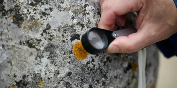 The 'Still Explosions' Of Lichens On Stone