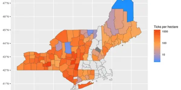 Use DEET: Half Of Adult Ticks Carry Lyme Disease Bacteria