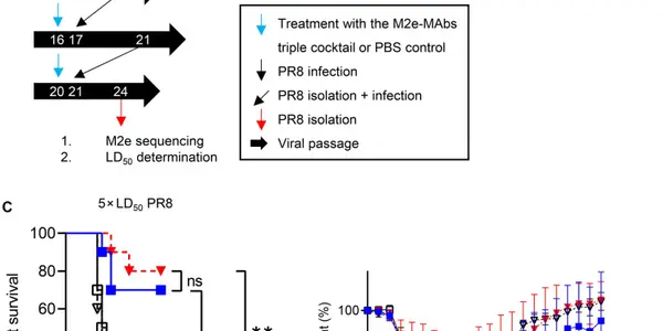 ‘Universal’ Antibody Cocktail Targets Flu Virus Weak Spot