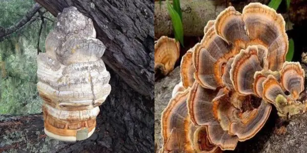 Mushrooms Linked To Fewer COVID-19 Vaccine Side Effects