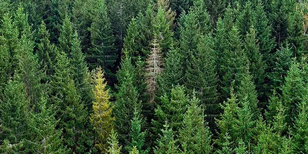 How European Forests May Look By The Year 2100