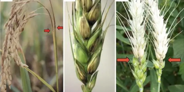 Pathogens, Pests And Perils In Global Food Security