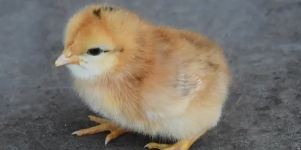 A Way To Kill Salmonella In Chickens Both MAHA And The Organic Side Can Agree On