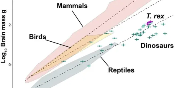 More Like Lizards: Claim That T. Rex Was As Smart As Monkeys Refuted
