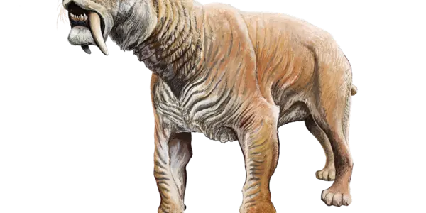 Smilodon North of the 49th Parallel