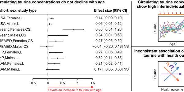 Taurine’s Anti-Aging Hype Takes A Hit In Rigorous New Study