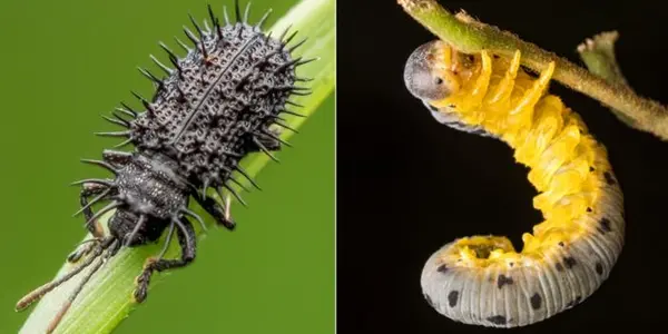 El Niño May Cause Spider Declines