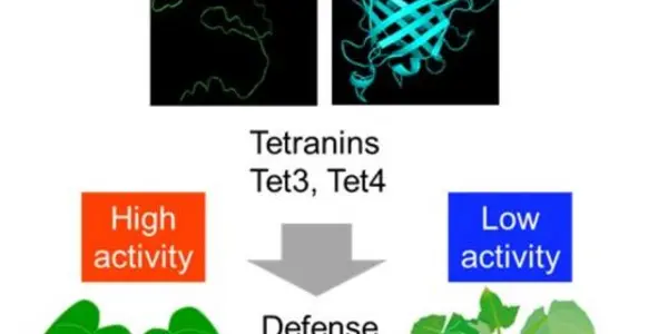 Genetic Engineering Could Solve Spider Mite Infestations With Fewer Pesticides
