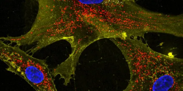 Mitochondria Replacement May Help Old Cells Feel Young Again