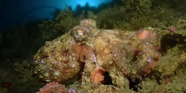 Your Predator: Badlands Future - Optical Camouflage, Now Made By Bacteria