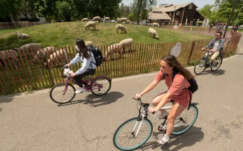 Cyclists ride past sheep grazing in a fenced grassy area.