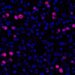hepatocytes_dividing_during_the_liver_regeneration_process_after_hmb_supplementation