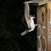 tree_swallows