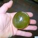 valonia_ventricosa